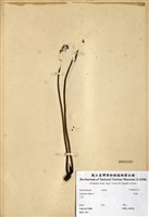 藏品(野菰)的圖片